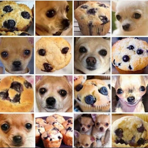 Meet your Posher, Lucy - Picture 1 of 1